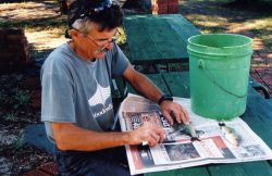Filleting the day's catch. Image