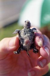 Newly hatched diamondback terrapin Image