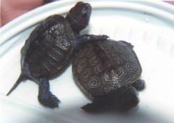 Diamondback terrapin hatchlings. Image