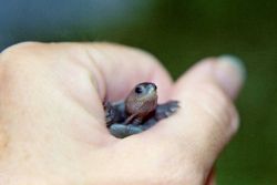 Diamondback terrapin hatchling Image