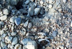 Diamondback terrapin nest in rocky soil Image