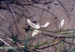Diamondback terrapin eggs as they appear when successfully hatched. Image