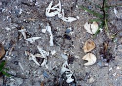 Diamondback terrapin eggs that were victims of predation: the three hatched eggs are of uncertain type. Image