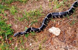 A kingsnake working its way across a Patuxent Beach yard. Image