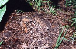 A little beach toad blends in well with its surroundings. Image