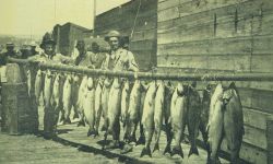 Salmon catch with rod and reel at Santa Cruz Image