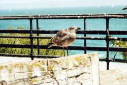 A jailbird at Alcatraz Island. Image