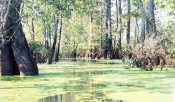 Algae covered waters Image