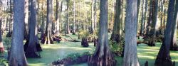 A beautiful stand of cypress trees Image
