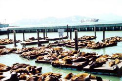 Sea lions lollygagging in the sun near Fisherman's Wharf. Image