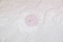 A live sand dollar in shallow waters Image