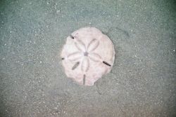 A sand dollar shell left on the beach after the tide receded. Image