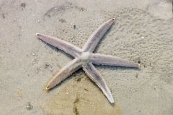 A sea star left on the beach after the tide receded. Image