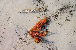 A small orange finger sponge (?) and a seeming bracelet composed of tiny shells and shell particles. Image