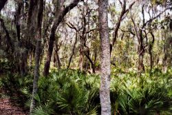 A surreal view of spanish moss covered trees and palmetto ground cover. Image
