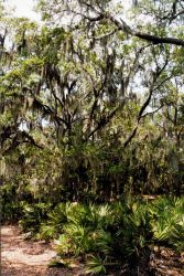 A surreal view of spanish moss covered trees and palmetto ground cover. Image