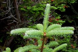 Fog dew on evergreens at West Quoddy Head. Image