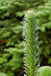 Fog dew on evergreens at West Quoddy Head. Image