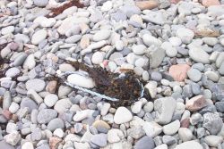 A cobble beach with kelp and flotsam at West Quoddy Head. Image