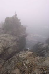 Probably the easternmost tree in the United States clinging to a precarious foothold at West Quoddy Head. Image