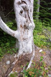 Patterns in a weather-beaten tree trunk. Image