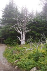 Another good tree for a Harry Potter story at West Quoddy Head. Image