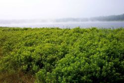 Fog forming on a lake at Roque Bluffs State Park. Image