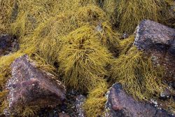 A close-up of Maine seaweed. Image