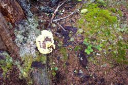 A yellow amorphous mushroom surrounded by light-green moss, dark green moss, and fallen branches. Image