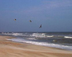 Shore birds soaring over the surf at Cape Hatteras National Seashore. Image