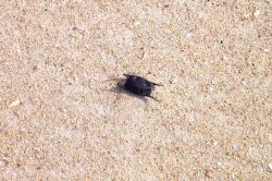 A sea purse on the sand. Image