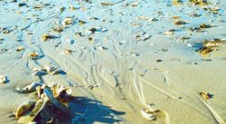 Low tide at Chocolate showing broken oyster shells randomly dispersed over sand bottom Image
