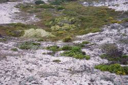 Dune vegetation. Image