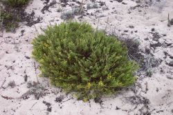 Dune vegetation. Image