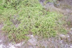 Dune vegetation. Image