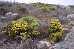 Dune vegetation. Image