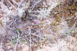 Dune vegetation. Image