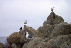 Seagulls at Point Pinos. Image