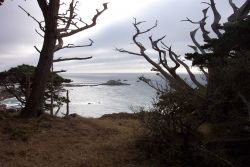 Looking through Monterey cypress, Cupressus macrocarpa, to off-lying rocks at Point Lobos. Image