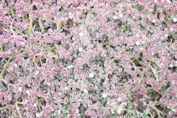 A bed of flowers at Point Lobos. Image