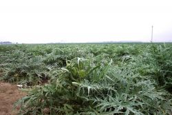 Artichoke fields near Moss Landing Image