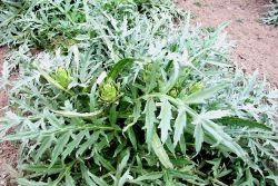 Artichoke plants. Image