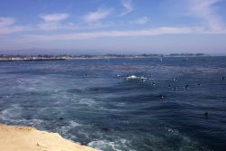 Surfers, sailboats, and the Santa Cruz wharf as seen from Lighthouse Point Image