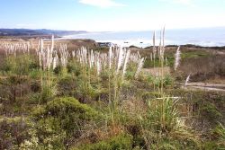 Pampas grass, Cortaderia selloana, brought to California as a decorative plant by horticulturist Joseph Sexton in Goleta, California, is now a major i Image