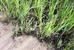 Look closely to see the fiddler crabs scurrying for cover in the marsh grass. Image