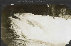A galloping salmon leaping up a falls near Ketchikan. Image