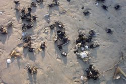 Sea purses, clam shells, and fragments of horseshoe crab shells litter the tidal zone at Cape Henry. Image