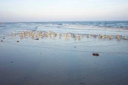 Sea gulls in the surf zone at Cape Henry. Image