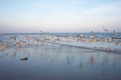 Sea gulls flying near the water at Cape Henry. Image