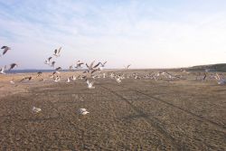 A flock of sea gulls taking off at Cape Henry. Image